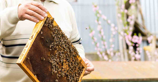 A beekeeper holding a beehive frame partially covered in bees. Delicate pink flowers dot twigs in the background.