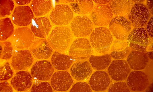 Top 5 Reasons To Start Buying Raw Honey in Bulk