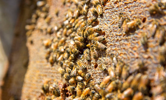 Why Honeybees Are So Important for Humans and Earth