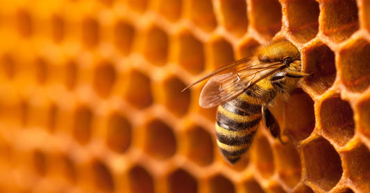 10 Fun Facts About Honeybees and Their Beehives