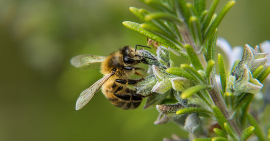A bee rests and works on a green plant, legs standing on emerging buds of the plant in front of a green background.