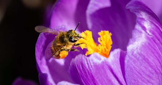 A bee with pollen on its head works in the inner yellow part of a purple flower to harvest for honey.