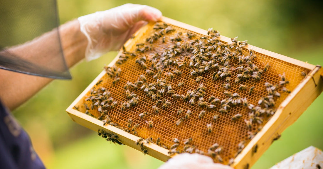 A beekeeper carefully holds a honey box frame covered in bees at two corners with gloved hands outside under the sun.
