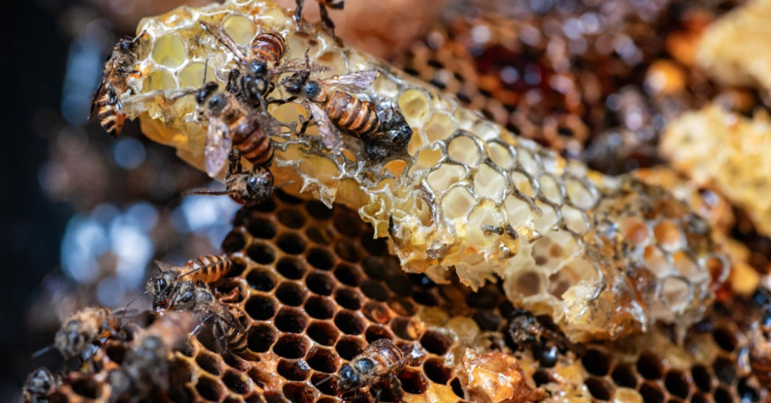 Close-up of bees crawling on honeycomb, with visible hexagonal cells and glistening honey in a natural hive setting.