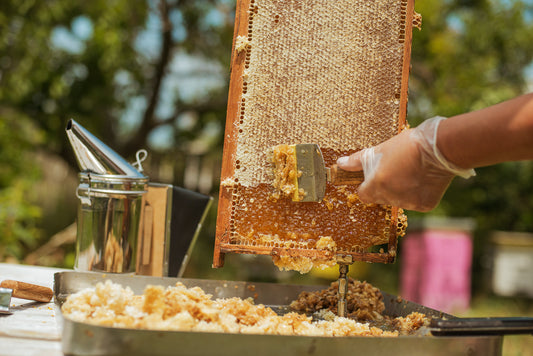 Gloved hand scrapes honey from a wooden honeycomb frame, with a metal bee smoker and wax tray nearby.