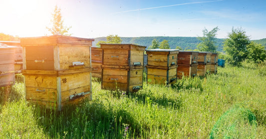 Multiple wooden beehives sit next to each other at an apiary. The sun is shining, and the surroundings are lush and green.