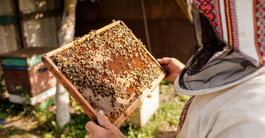 A beekeeper wearing a colorful veil holds a frame of honeycomb covered in honeybees. Wooden hives sit in the background.