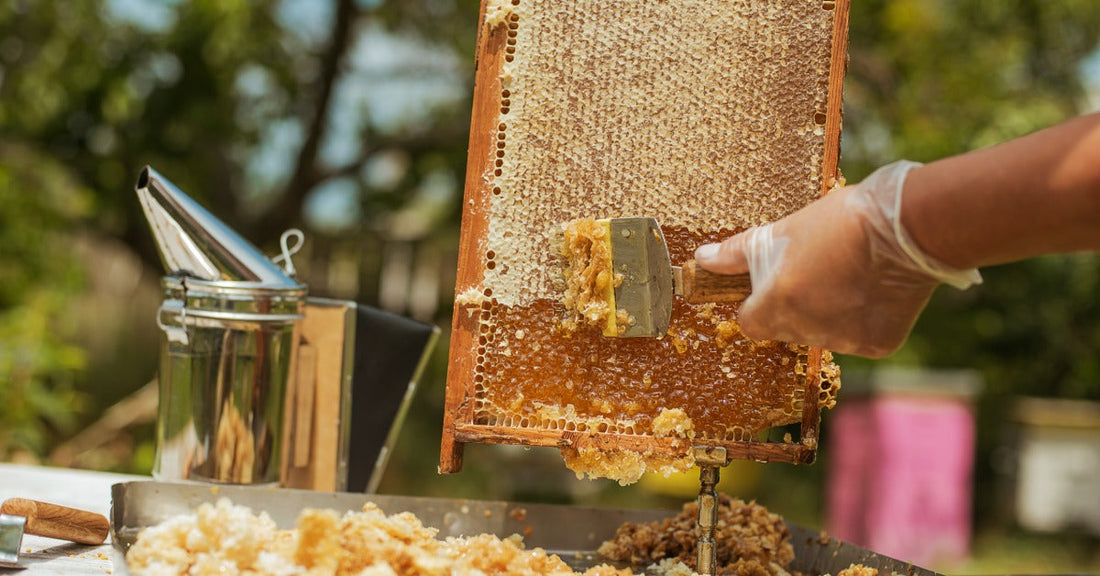 A beekeeper scrapes honeycomb from a wooden frame into a tray outdoors, with tools nearby and honey visible.