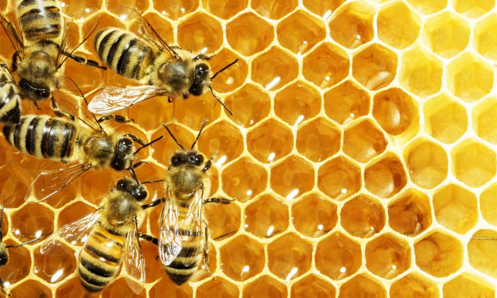 Six black and yellow bees, close up, crossing a bright honeycomb full of delicious looking golden honey.