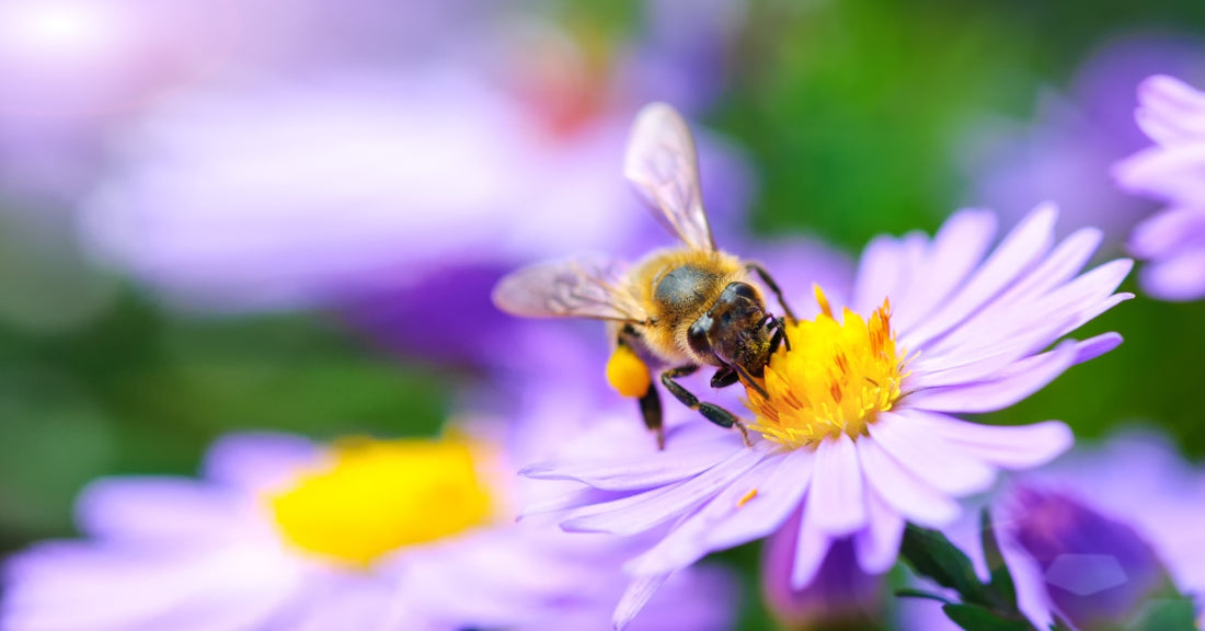 A bee collects nectar from the yellow center of a purple flower in a field of flowers blurred in the background.