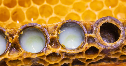 A healthy bee hive, up close, with the queen bee cells in the foreground full of creamy white royal jelly.