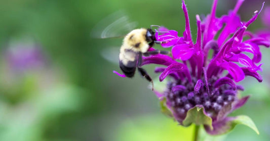 A tiny yellow and black bumblebee recovering nectar from purple bee balm while picking up the plant's pollen.